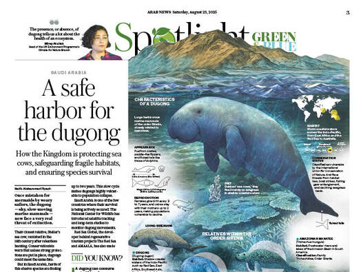 A safe harbor for the dugong