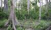 Encroaching world threatens India’s last ‘uncontacted’ tribe