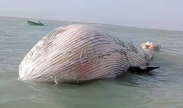 WWF alarmed after blue whale found dead in southwestern Pakistan bay 