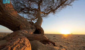 Umbrella thorn acacia is vital ecological asset in Tabuk