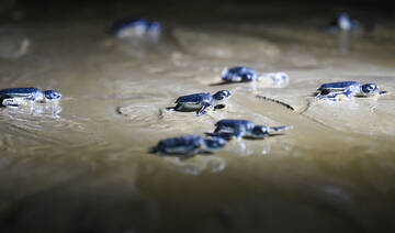 Pakistan launches sea turtle protection project to boost shrimp exports to US, GCC