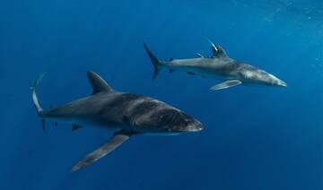 Species behavior drives Red Sea conservation plans