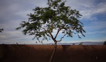 Rebuilding confidence in carbon markets