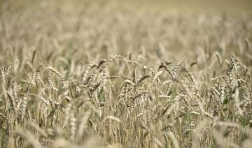 Kazakhstan bans animal feed wheat imports from Russia after cattle disease outbreak