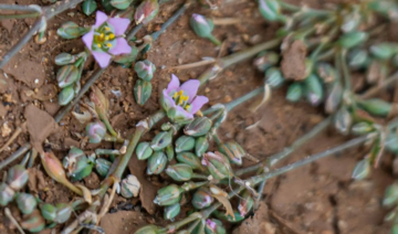 Known scientifically as “Microparacaryum intermedium,” the daqqaqa is a delicate annual herb with a slender, cylindrical stem.