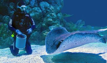 Marine sustainability rising to the surface in urban planning