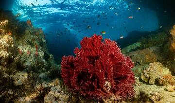 Coral reefs revolutionizing modern medicine as a vital biological source