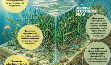 Beneath Saudi waters, seagrass anchors life and resilience