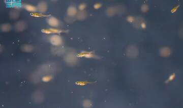 Saudi Arabia launches freshwater fish breeding program