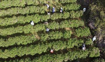 Greening the desert: How Saudi Arabia is cultivating a new era in sustainable agriculture