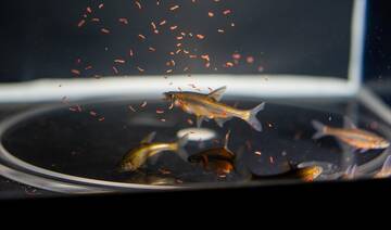 Saudi scientists revive endangered fish after 30-year absence