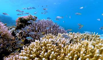 Rare chance to shape future of sustainable fisheries in the Red Sea