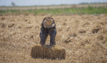 Morocco to suspend soft wheat imports from June to July, millers say
