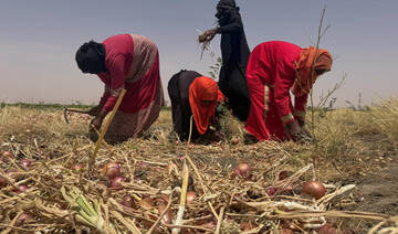 Sudanese farmers collect onions on a field during harvest season in southern Omdurman, Sudan, May 16, 2026. (Reuters)
