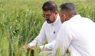 Iraq expects five million ton wheat harvest, eyes self-sufficiency
