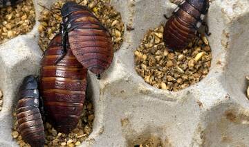 Australian cockroach kingpin caught with 100,000 illegal insects in record bug bust
