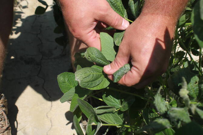 Trump administration re-approves twice-banned pesticide