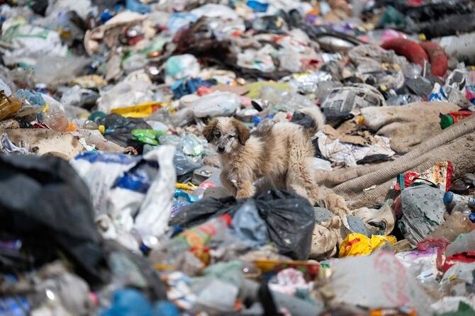 Vets bid to save Kosovo’s stray dogs from cull through sterilization