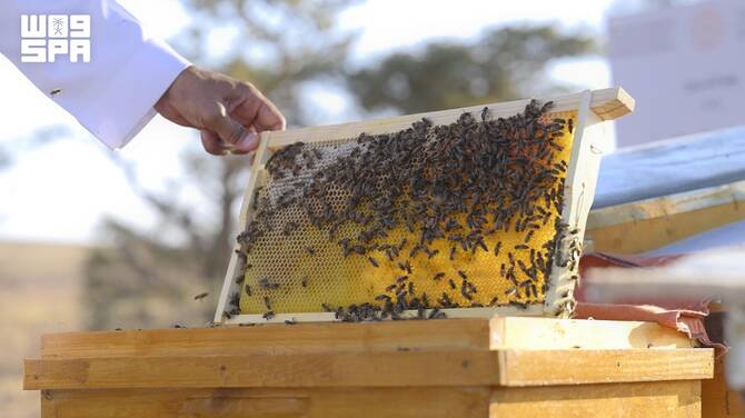 Talh beekeeping permits open in royal reserve