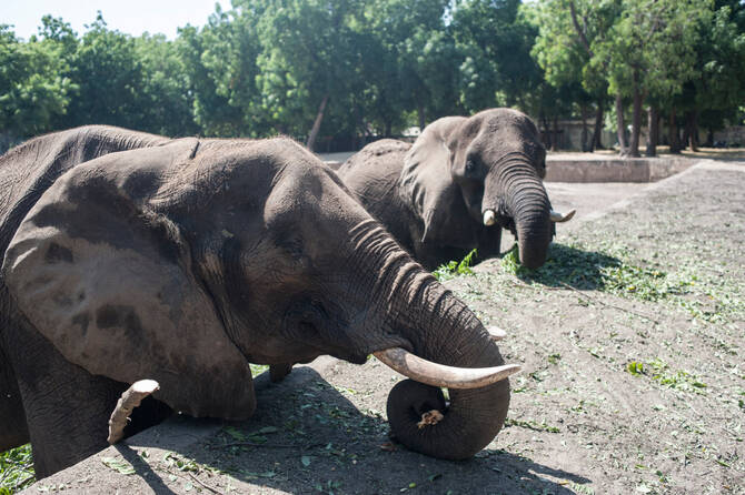 Rescued orphaned elephant highlights Nigeria’s conservation fight