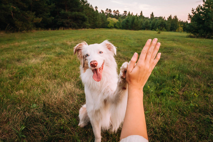 Do our pets go to heaven?